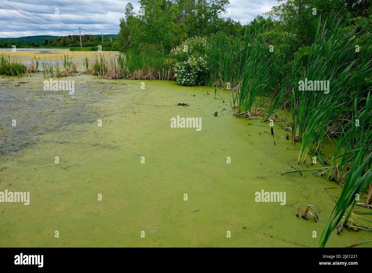 el duckweed en un estanque Foto de stock