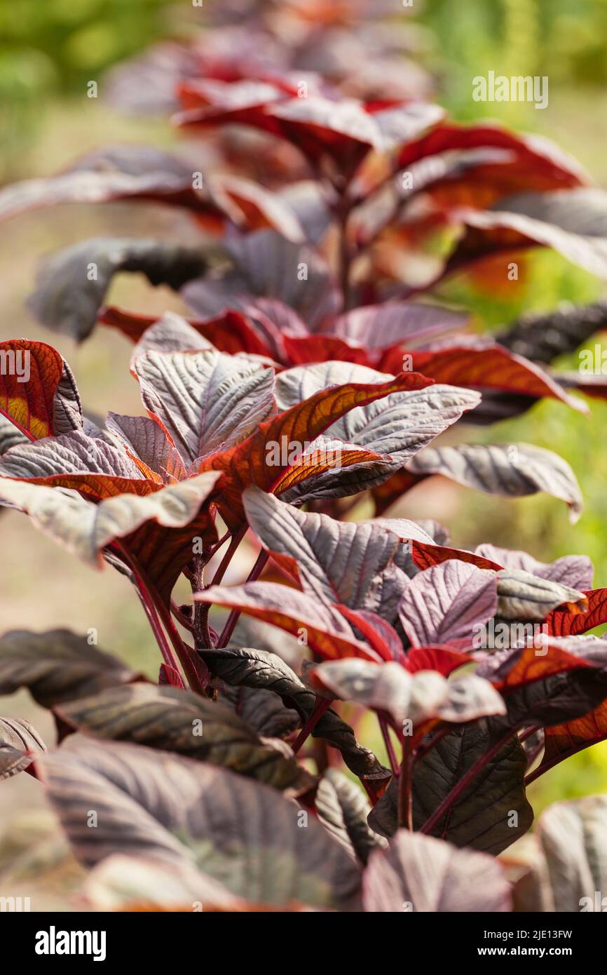 Planta de amaranto de hojas rojas (amaranto vividus var. Rubrum) en un jardín. Foto de stock