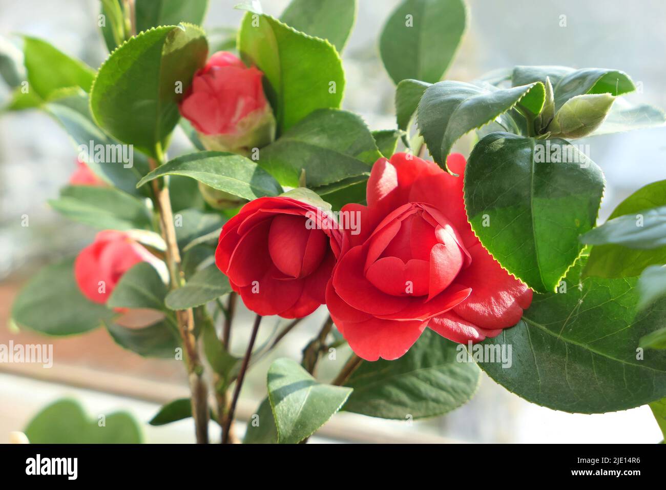 Camellia japonica flores Eugenia de Montijo. Camelia roja en una olla.  Hermosas flores de camelia Fotografía de stock - Alamy