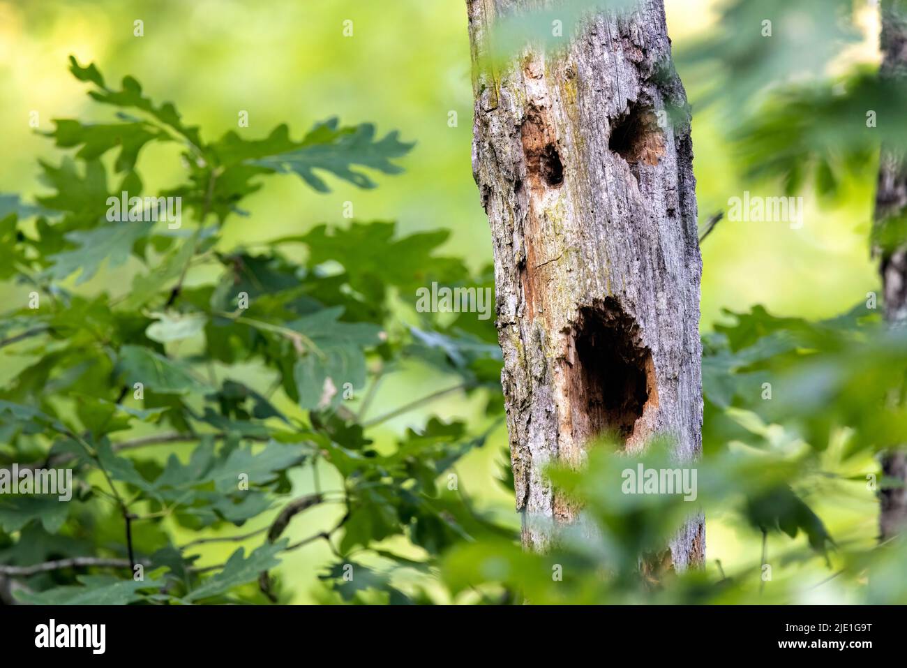 Cara de miedo en tronco de árbol - Brevard, Carolina del Norte, Estados Unidos Foto de stock