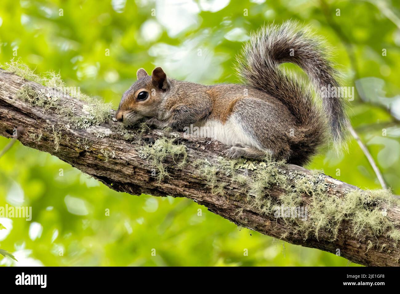 Shy Eastern Grey Squirrel (Sciurus carolinensis) - Brevard, Carolina del Norte, Estados Unidos Foto de stock