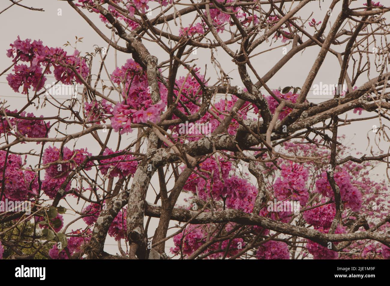 árbol ipe rosa en flor en un día nublado Fotografía de stock - Alamy
