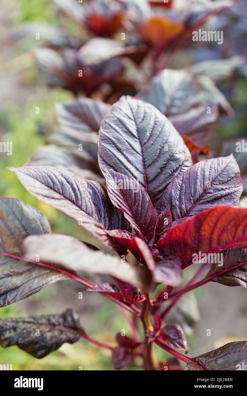 Planta de amaranto de hojas rojas (amaranto vividus var. Rubrum) en un jardín. Foto de stock