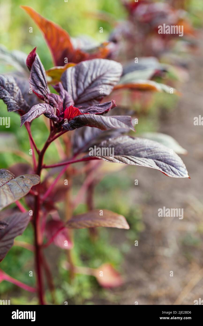 Planta de amaranto de hojas rojas (amaranto vividus var. Rubrum) en un jardín. Foto de stock
