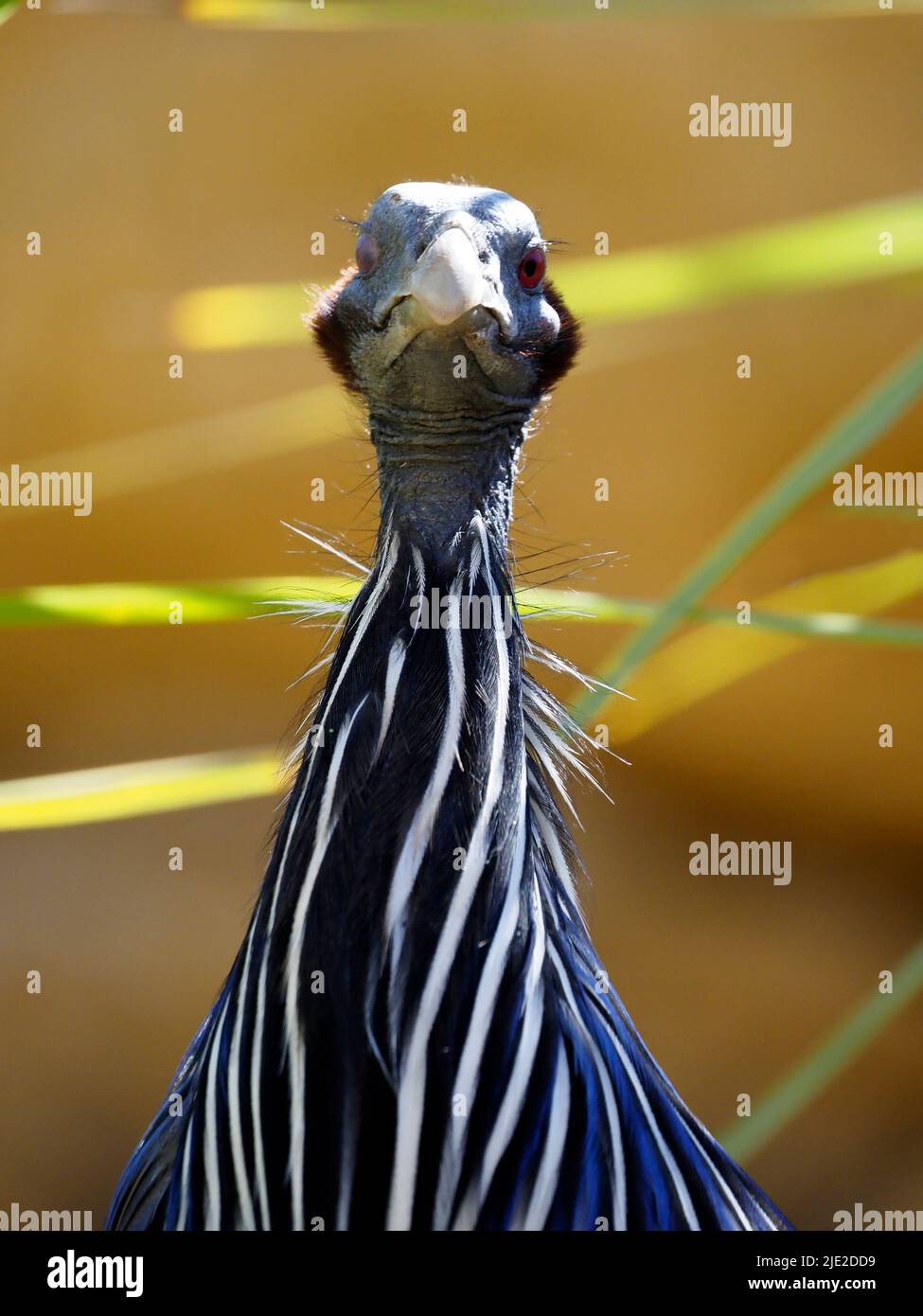 Retrato de guineabúho Vulturino (Acilio vulturino) visto desde el frente Foto de stock