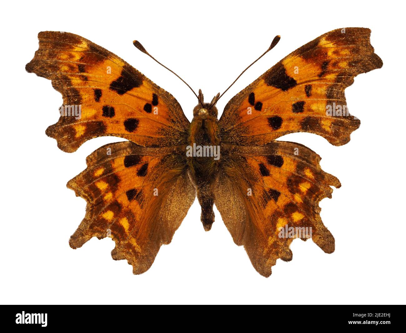 Coma (mariposa Polygonia c-album) aislado sobre fondo blanco. Foto de stock