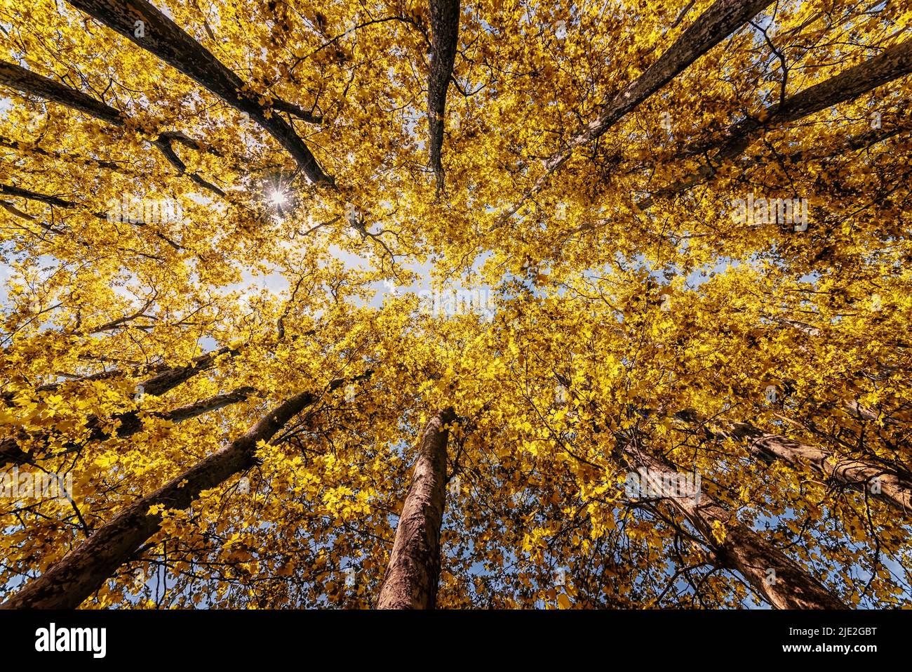 Mire hacia el bosque en otoño Foto de stock