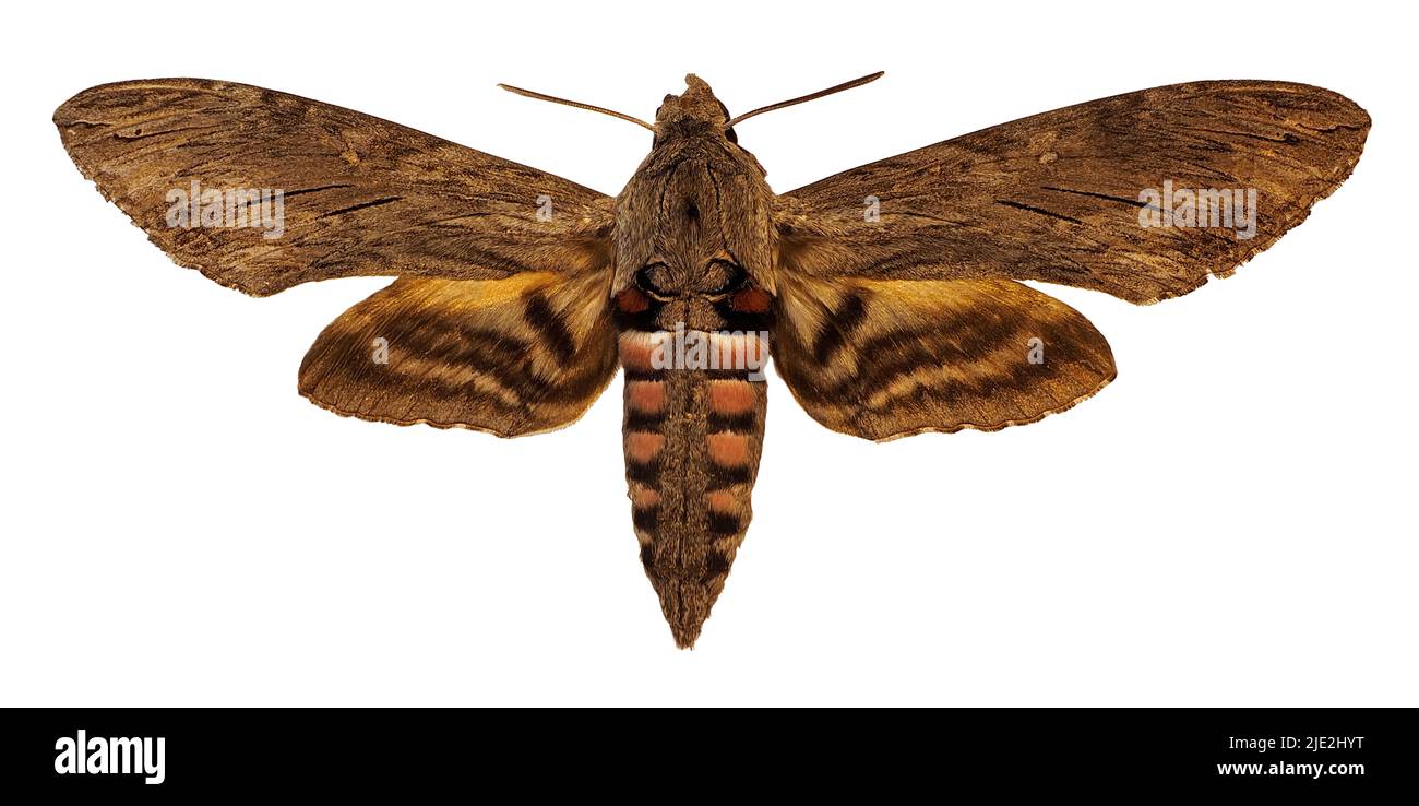 Convolvulus Hawk-moth (Agrius convolvuli) aislado sobre fondo blanco. Foto de stock