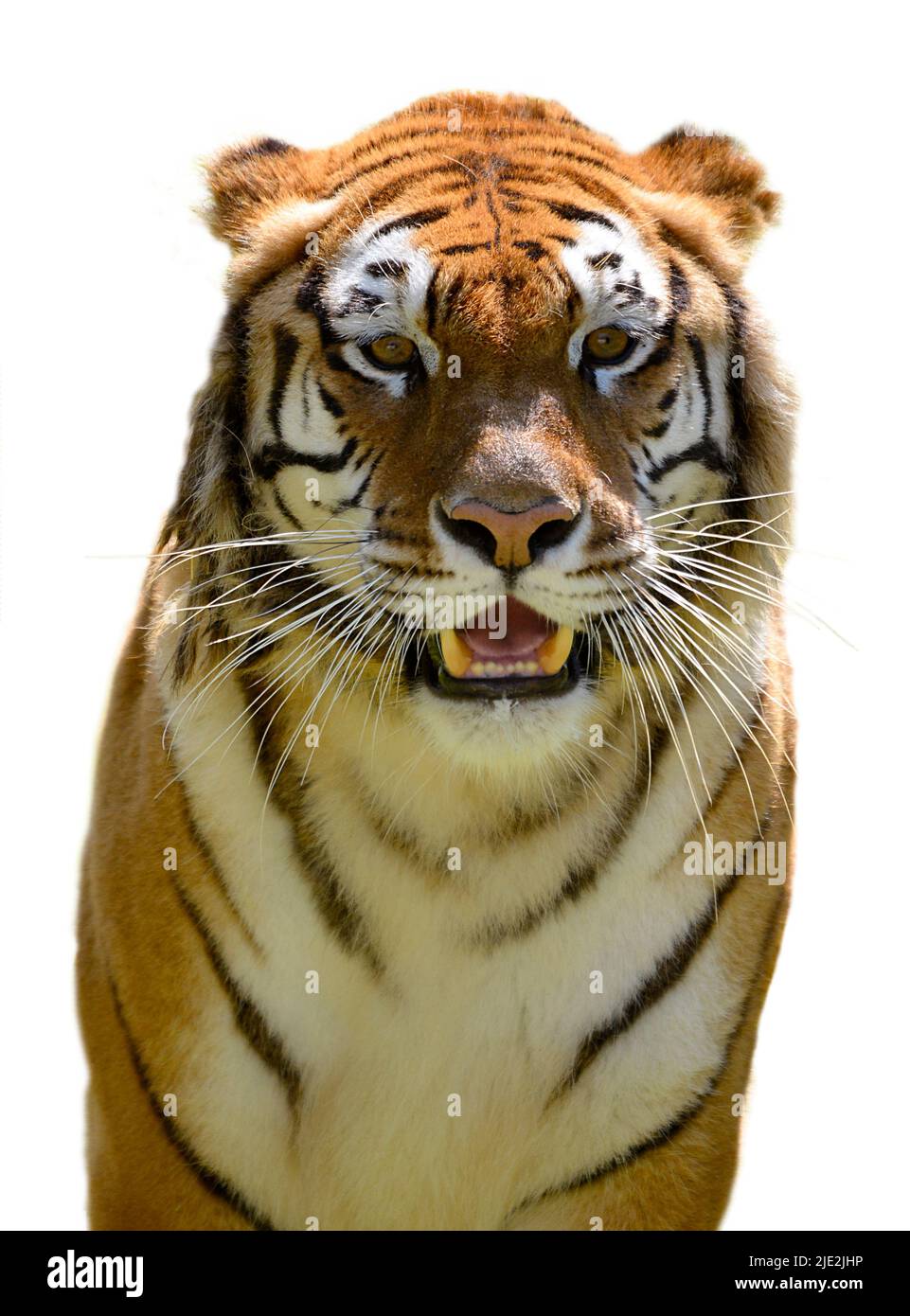 Retrato de tigre (Panthera tigris) mostrando dientes y visto desde el frente y aislado sobre fondo blanco Foto de stock