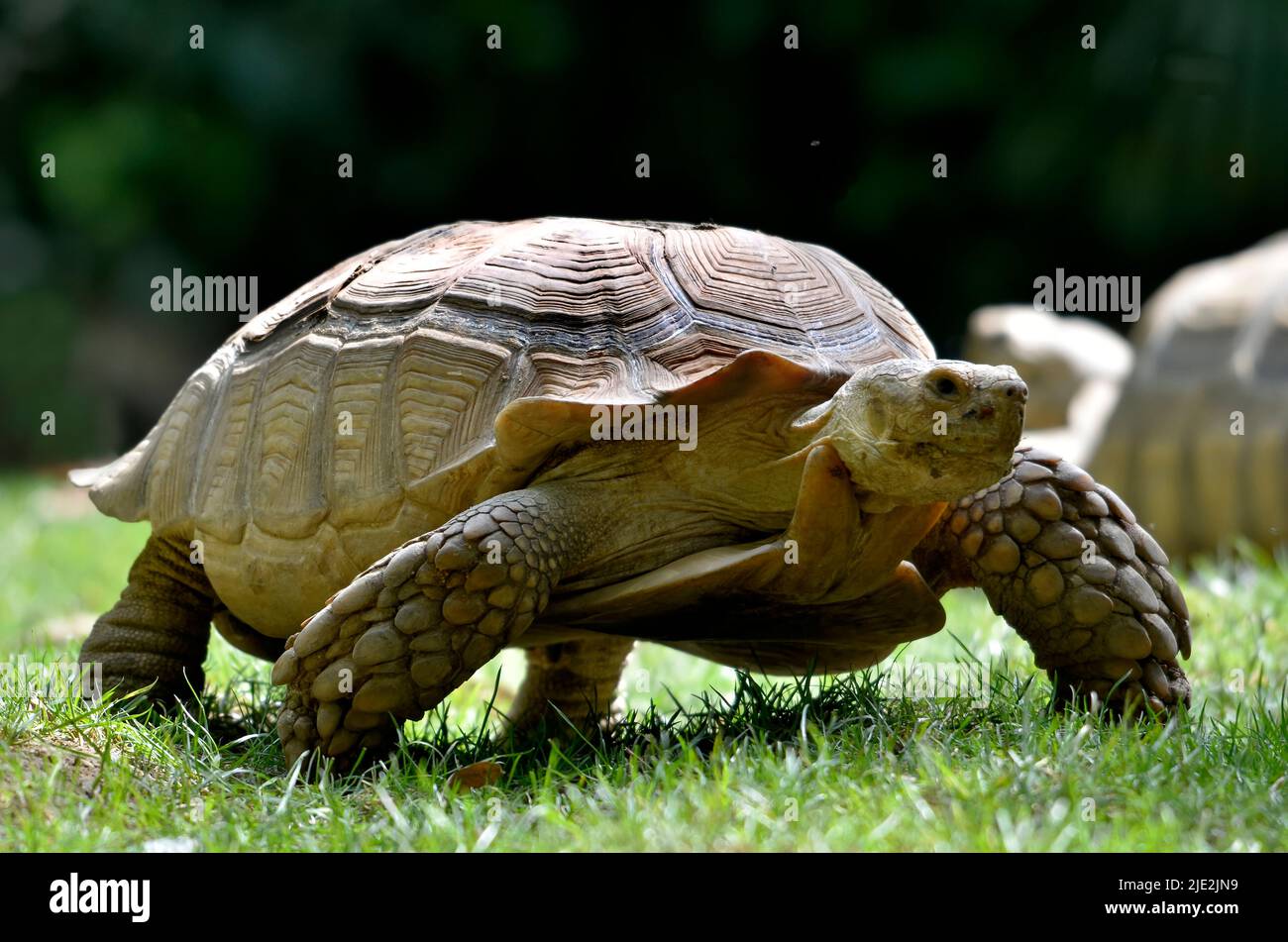 Primer plano de la tortuga africana o tortuga sulcata (Geochelone sulcata), visto desde el frente a nivel del suelo y caminando sobre hierba Foto de stock
