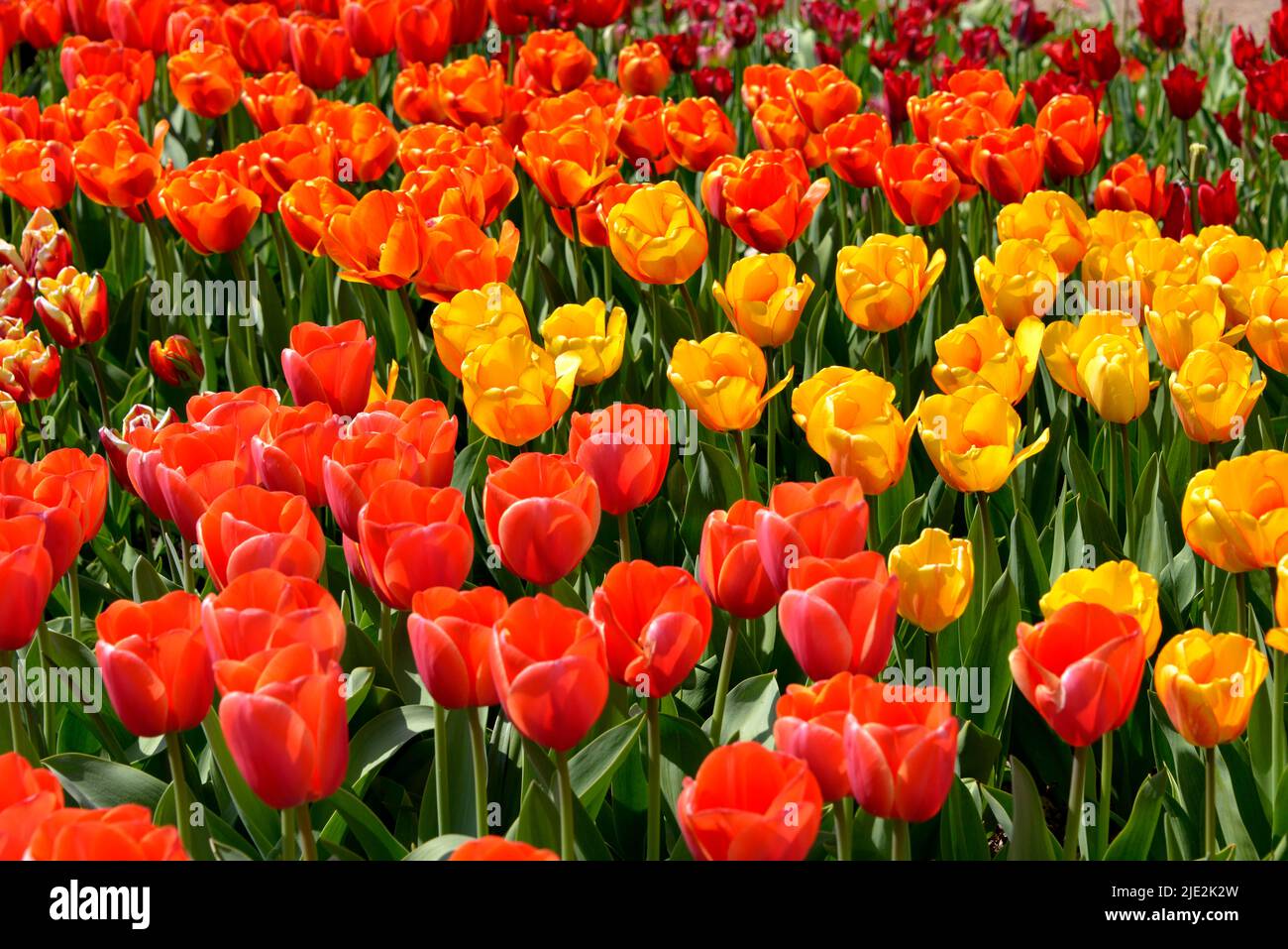 Cultivado de tulipanes rojos y amarillos (Tulipa) Foto de stock