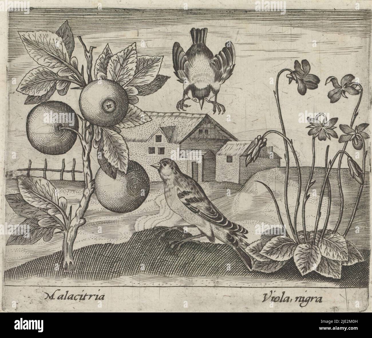 Serie de impresiones con flores y animales en un paisaje, paisaje con plantas cítricas, aves y violetas, paisajes con animales, plantas y flores (título de la serie), a la izquierda una planta cítrica (Malacitria), y a la derecha violetas (Viola nigra)., imprenta: Johann Hogenberg, editor: Johann Hogenberg, (posiblemente), Alemania, c. 1600 - c. 1605, papel, grabado, altura 95 mm x anchura 116 mm Foto de stock