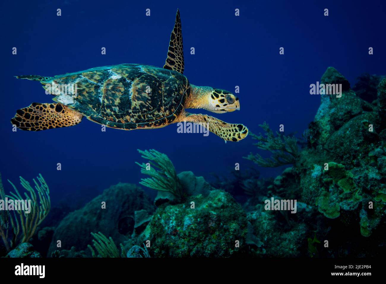 Tortuga Mar Verde nadando bajo el agua en Little Cayman Foto de stock