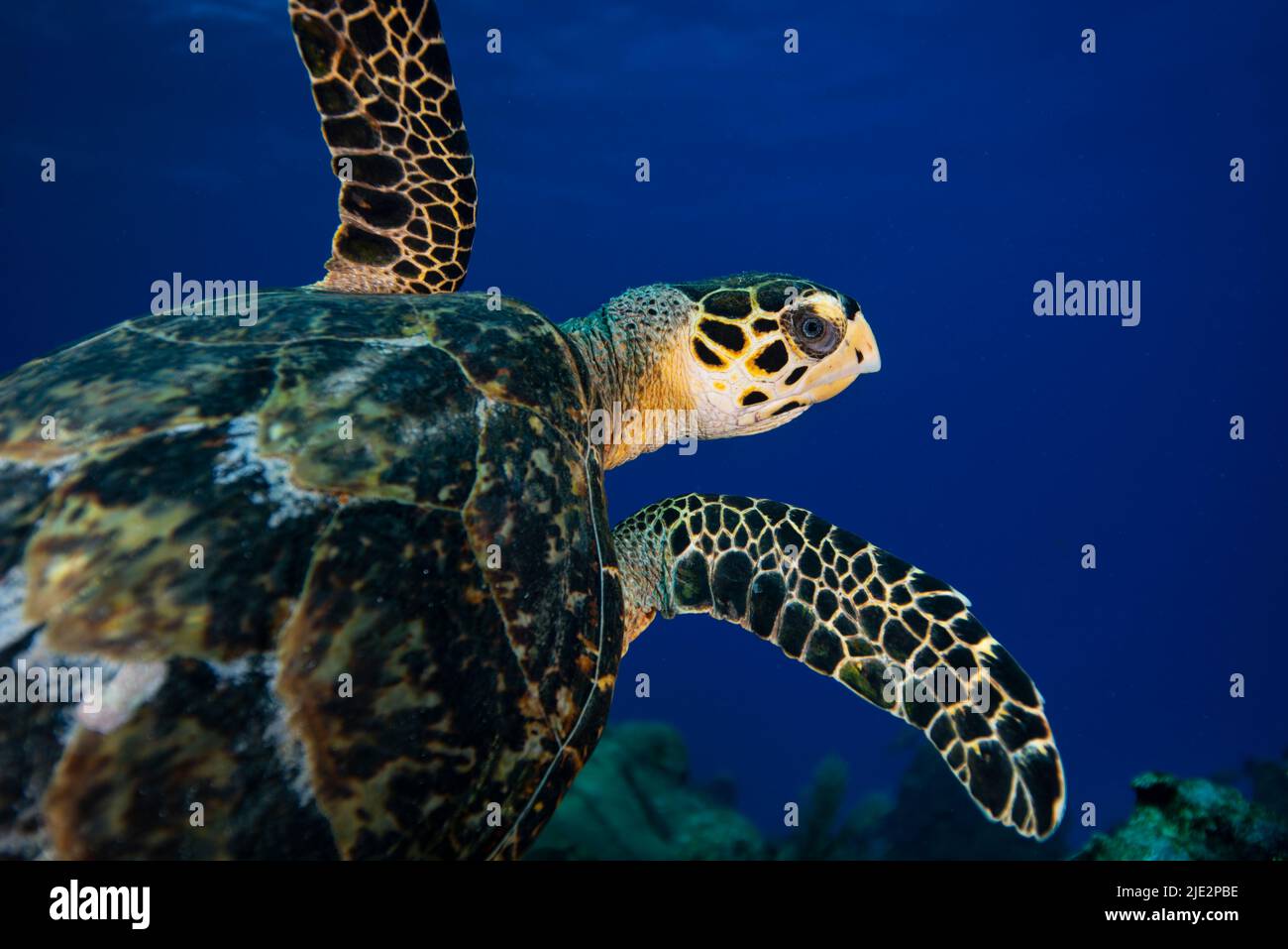 Tortuga Mar Verde nadando bajo el agua en Little Cayman Foto de stock