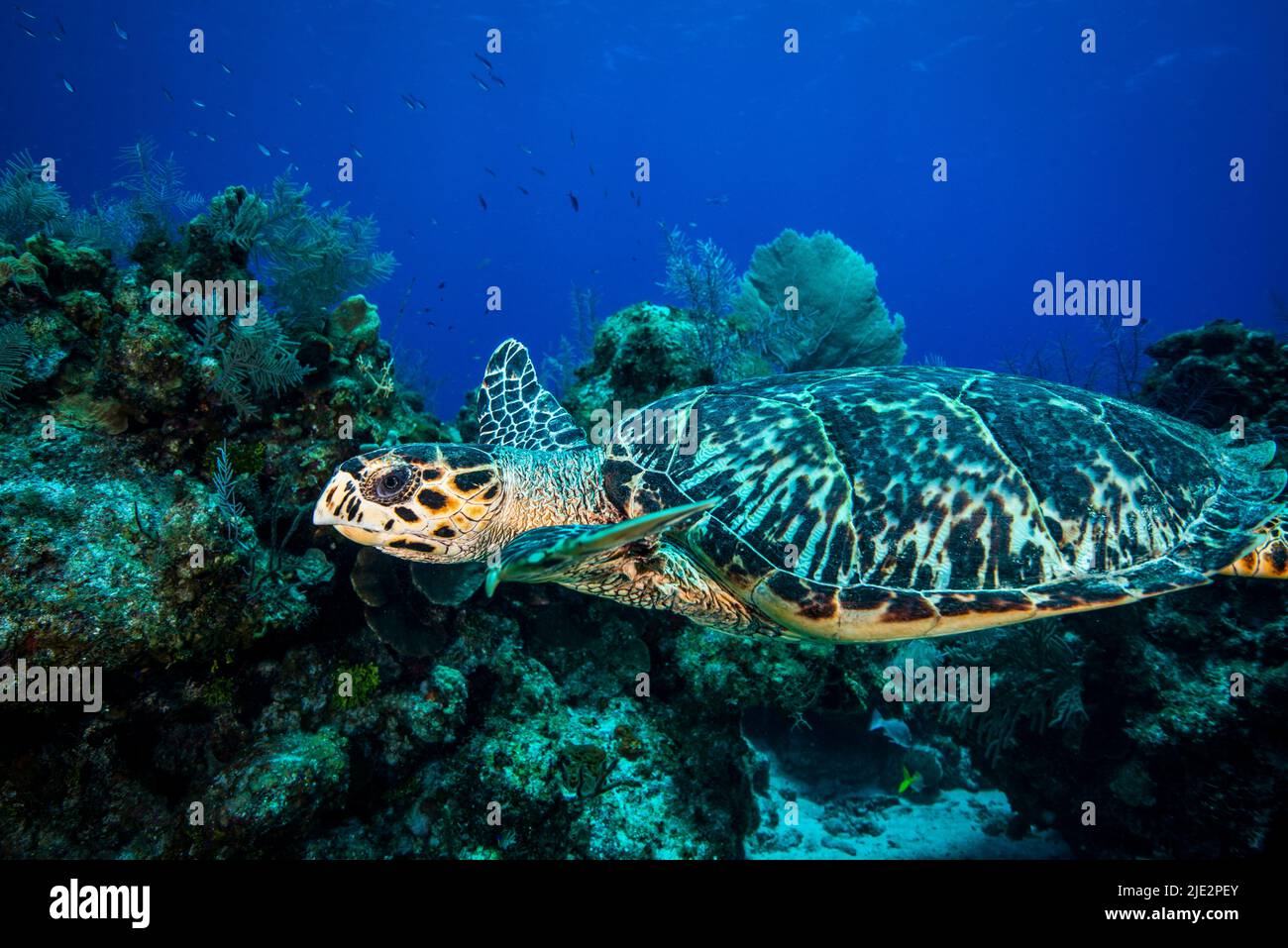 Tortuga Mar Verde nadando bajo el agua en Little Cayman Foto de stock