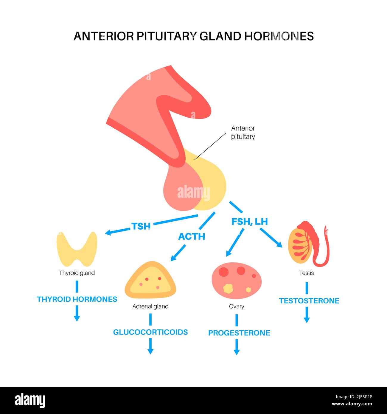 Hormonas de la glándula pituitaria, ilustración. Foto de stock