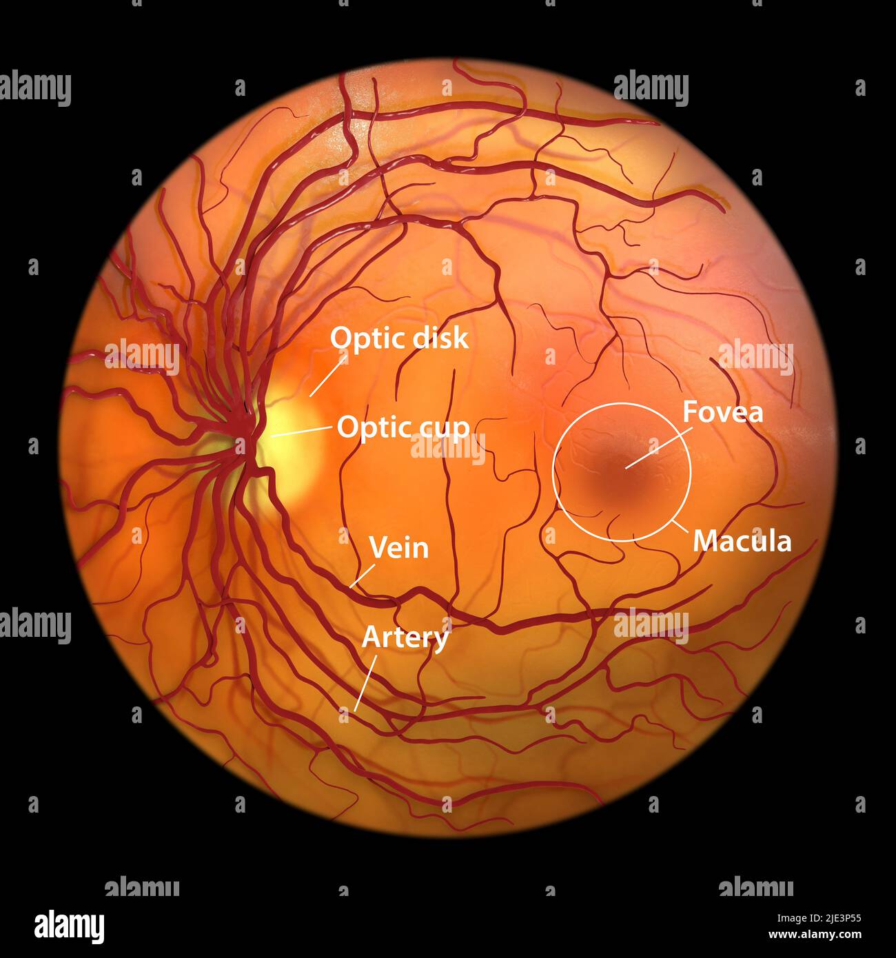 Retina normal, imagen de oftalmoscopio, ilustración. La retina es la membrana sensible a la luz que recubre la parte posterior del ojo. Vasos sanguíneos (rojos) radi Foto de stock