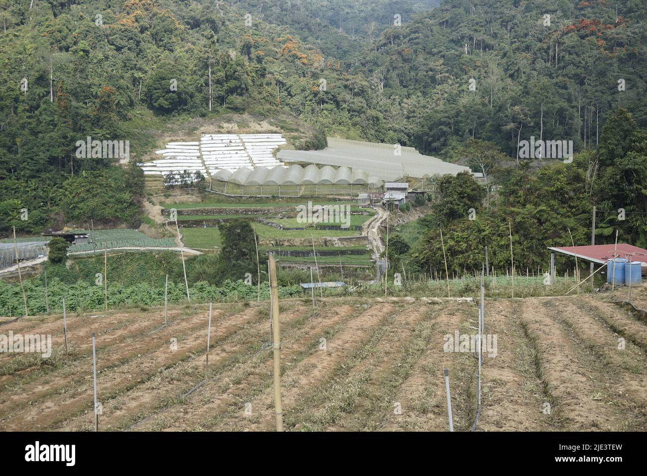 Granja de hortalizas en Cameron Highlands, Malasia Foto de stock