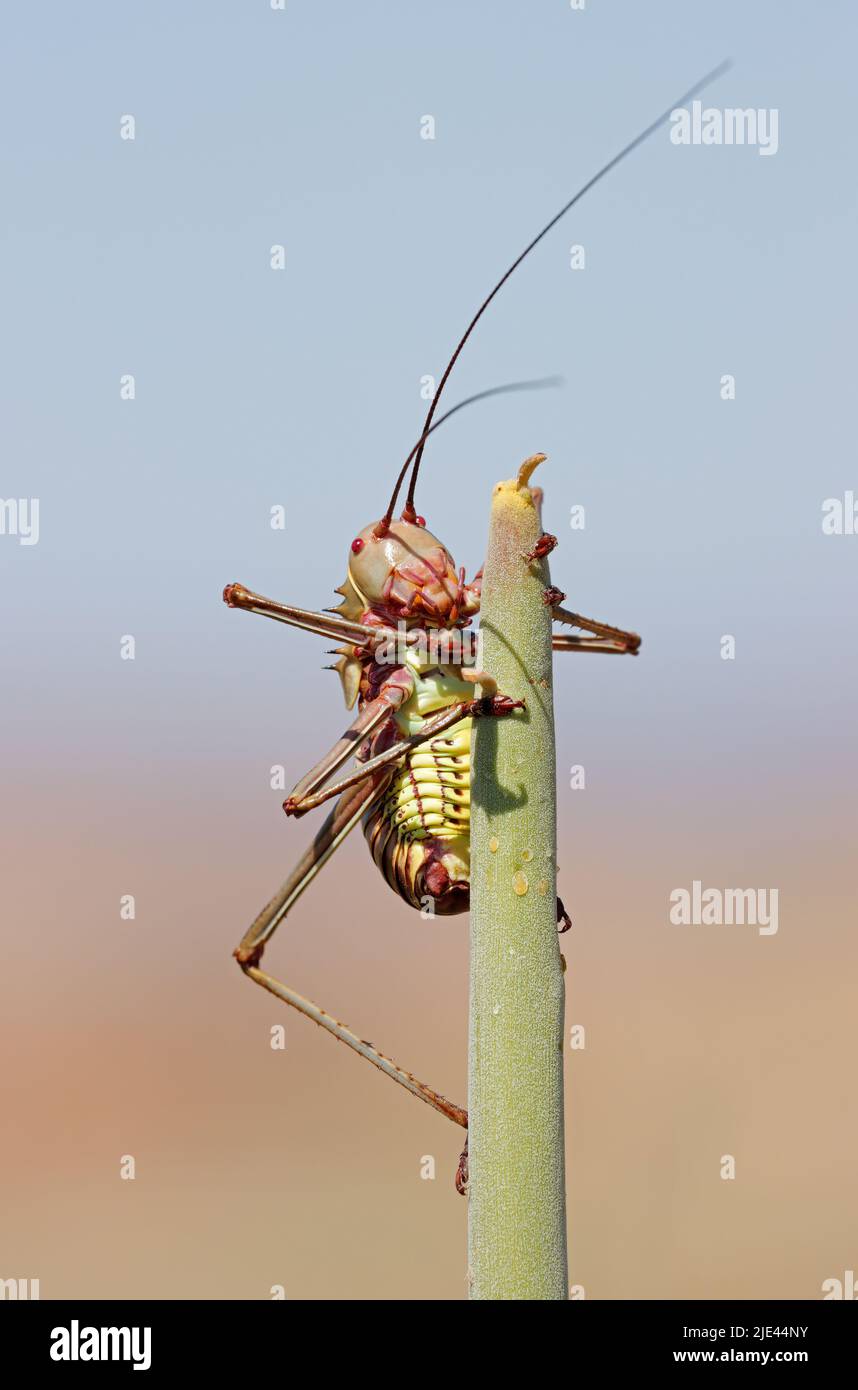 Un cricket terrestre blindado africano (Family Bradyporidae) sentado en una planta, en el sur de África Foto de stock