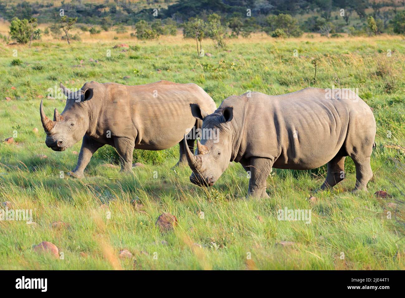 Pareja de rinocerontes blancos (Ceratotherium simum) en peligro de extinción en hábitat natural, Sudáfrica Foto de stock