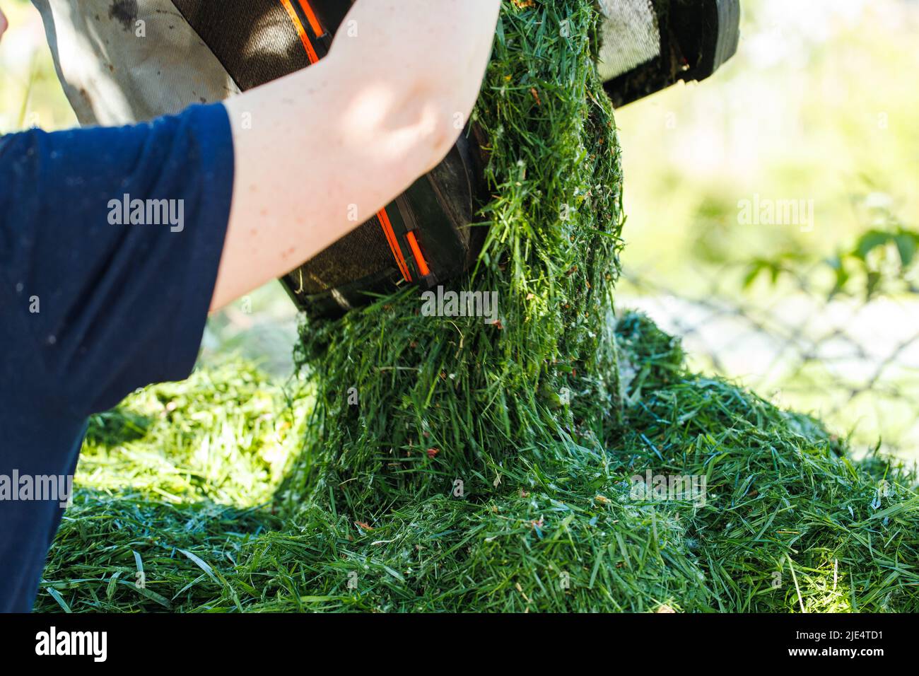 Primer plano de manos humanas lanzando un montón verde fresco cortado de hierba del cortacésped en el suelo. Fertilizante orgánico Foto de stock