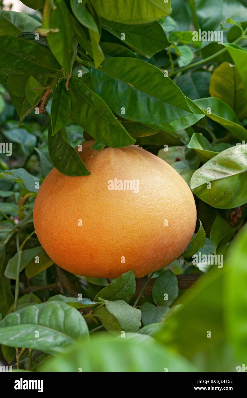 Pomelo sobre un árbol Foto de stock