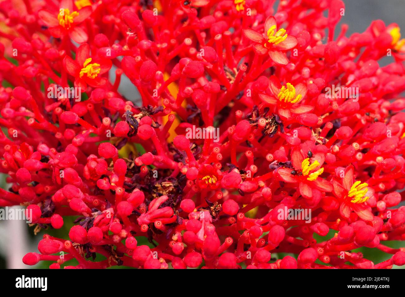 Mandraco Homem Verde - Flor-de-coral – Jatropha multifida • Nome  Científico: Jatropha multifida • Sinonímia: Adenoropium multifidum • Nomes  Populares: Flor-de-coral, Bálsamo, Flor-coral, Planta-coral, Merthiolate,  Mercúrio, Pinhão, Pião-branco, Pinhão