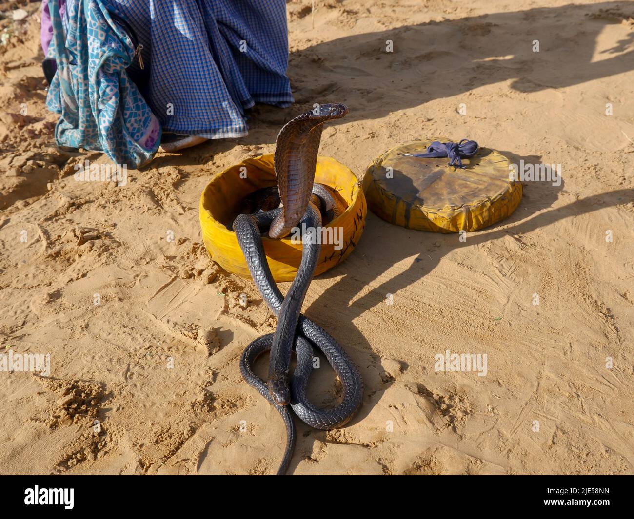 Cobra Snake mostrando capucha, primer plano, colocado en una cesta Foto de stock