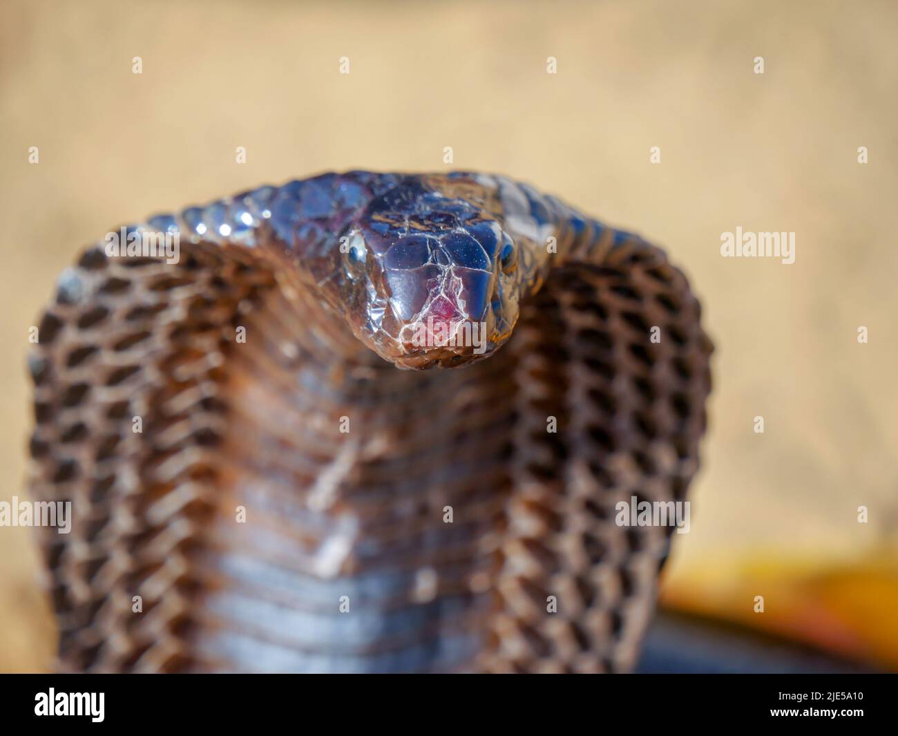 Cobra Snake mostrando capucha, primer plano, colocado en una cesta Foto de stock