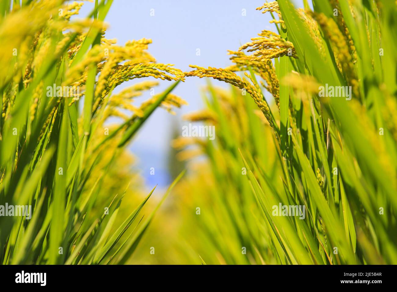 Zhejiang ningbo pastoriles arrozales de arroz Foto de stock