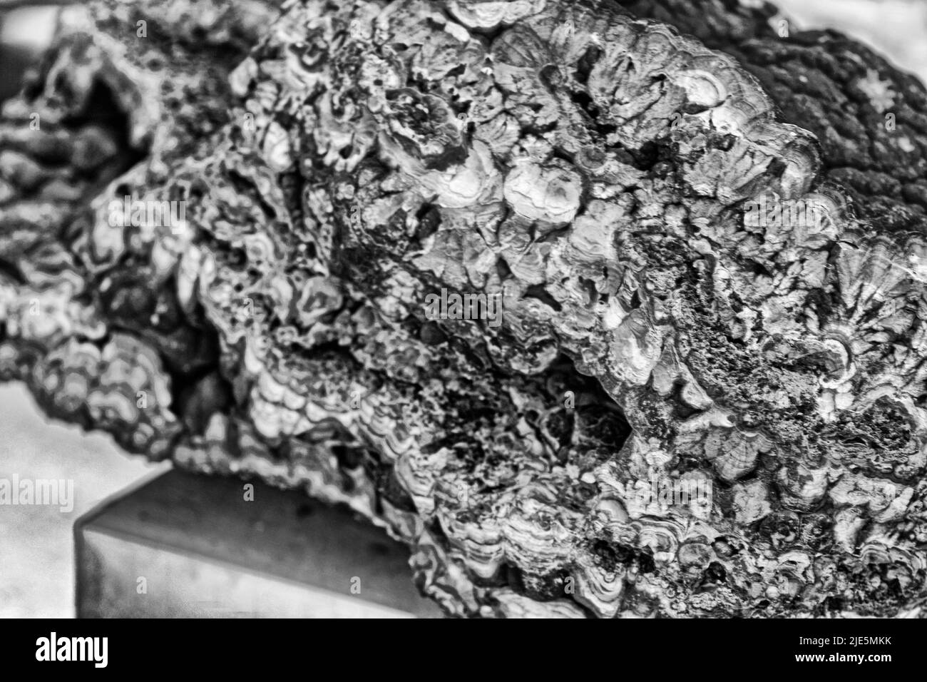 Minerales de la foto Malaquita, mineral, carbonato de cobre básico, dihidroxocarbonato de cobre, masas verdes, forma de savia, estructura radial-fibrosa Foto de stock