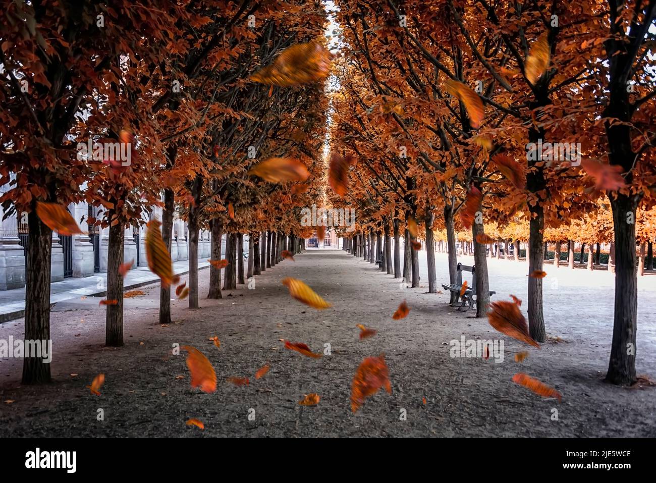 Hojas que caen en el parque en París Foto de stock