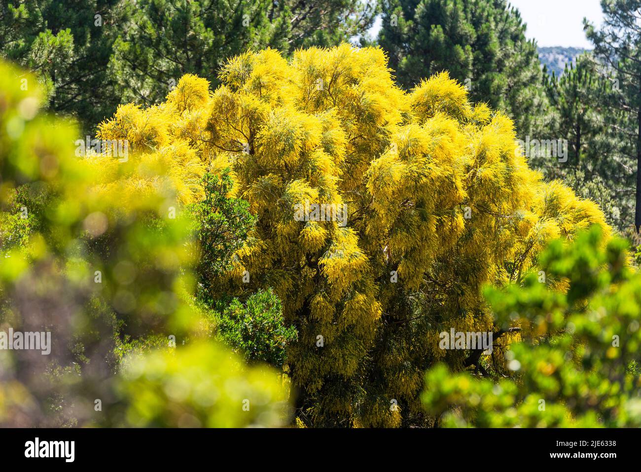 Un árbol amarillo de la escoba Genista en flor en el sol en las montañas de Ogliastra de Cerdeña, Italia Foto de stock