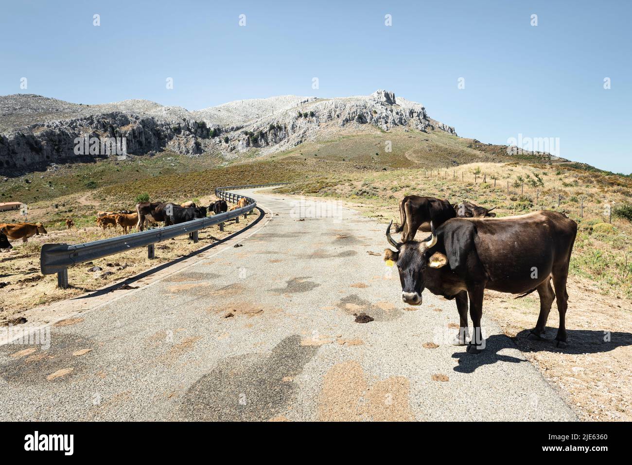 Vacas de pie en el sol del mediodía en el camino a lo largo de la salvaje cordillera de karst de Monte Albo, Baronia, Cerdeña, Italia Foto de stock