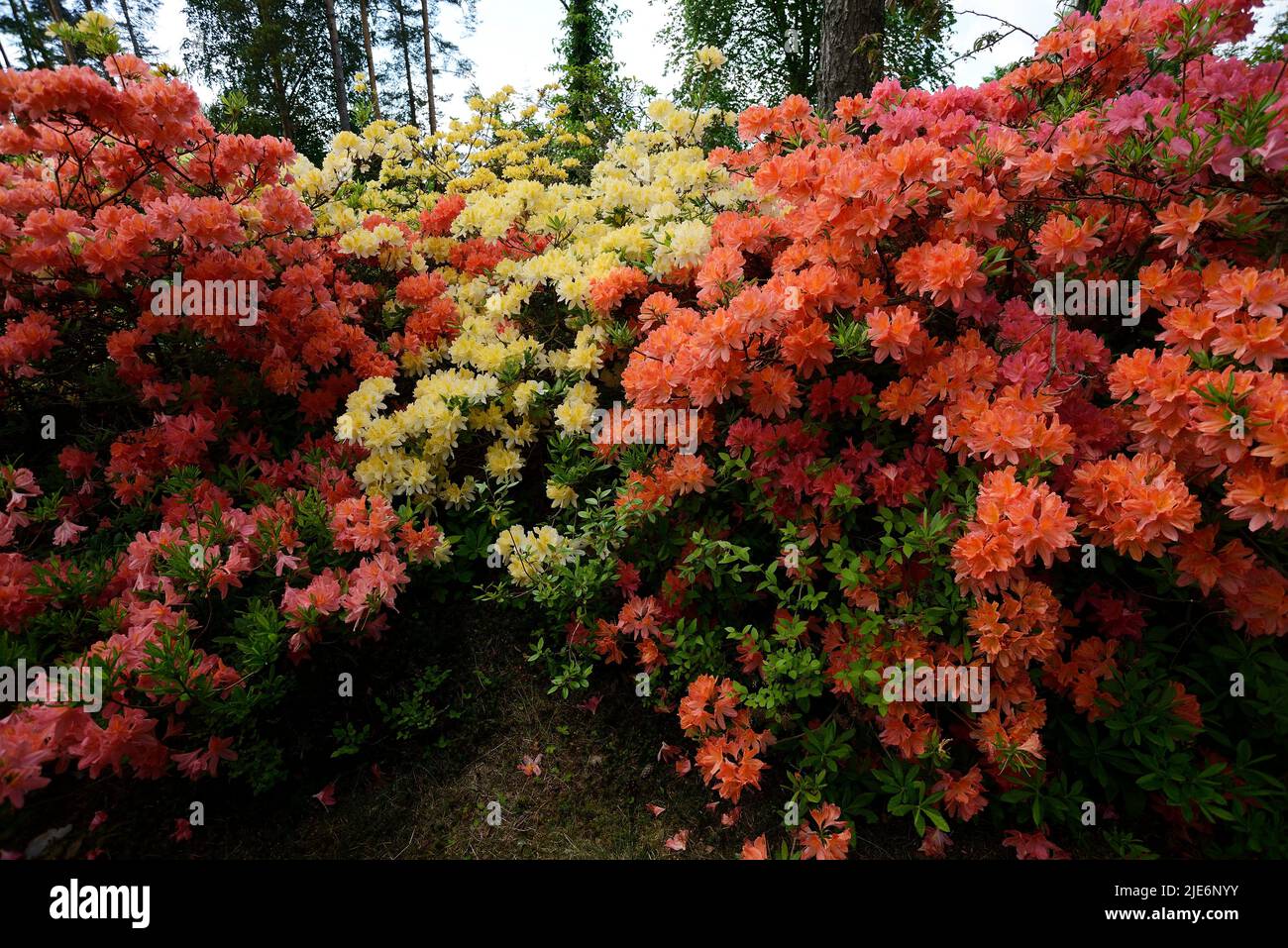 Rododendros en flor en el parque Ilolan Arboretum en Finlandia Foto de stock