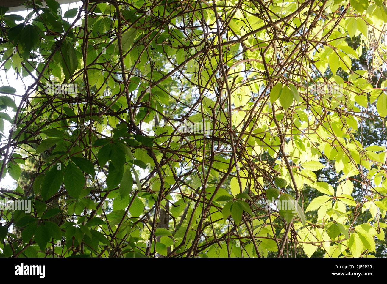 marco lleno de hojas y ramas en el sol Foto de stock