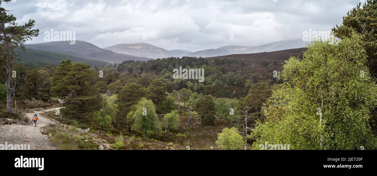 Regeneración de bosques en Mar Lodge Estate cerca de Braemar. Parque Nacional Cairngomes Escocia Foto de stock