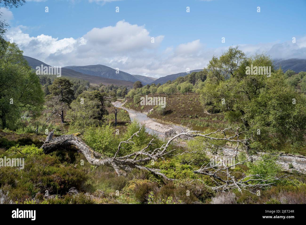 Río Quoich y regeneración de bosques en Mar Lodge Estate cerca de Braemar. Parque Nacional Cairngomes Escocia Foto de stock