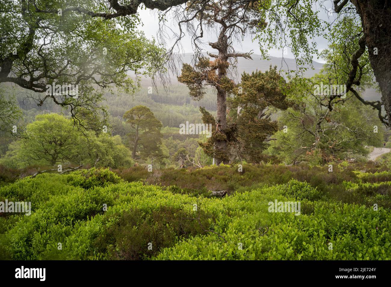 Regeneración de bosques en Mar Lodge Estate cerca de Braemar. Parque Nacional Cairngomes Escocia Foto de stock