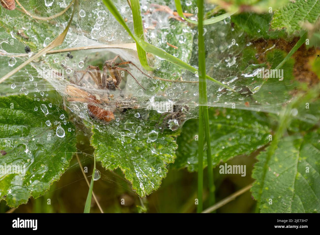Spider Agelena labirynthica en web, perfil. Foto de stock