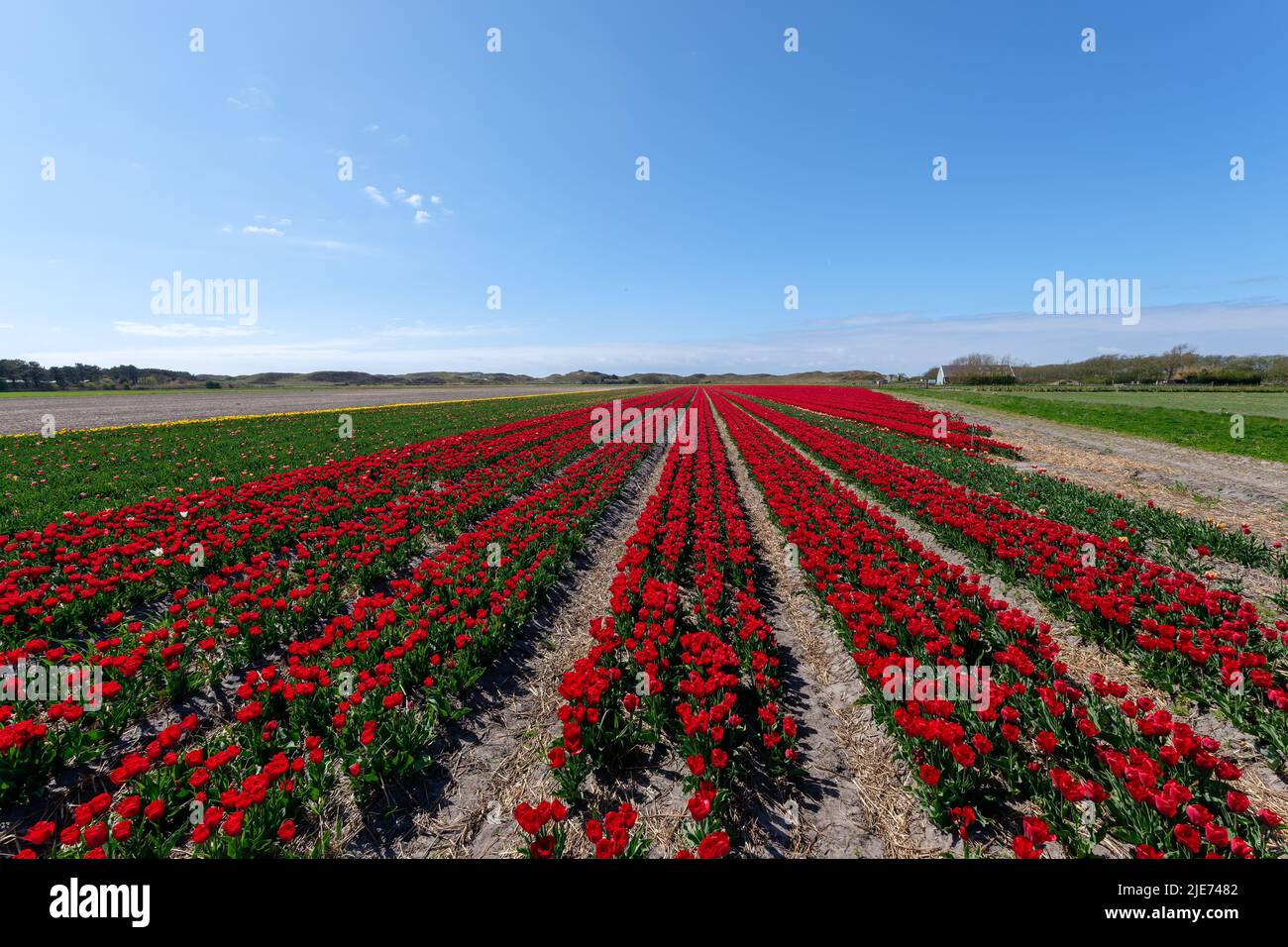 Vista sobre los hermosos campos de tulipanes en la isla de Texel, Países Bajos Foto de stock