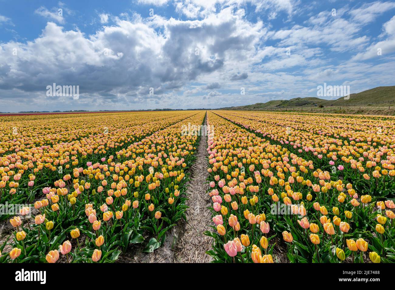 Vista sobre los hermosos campos de tulipanes en la isla de Texel, Países Bajos Foto de stock