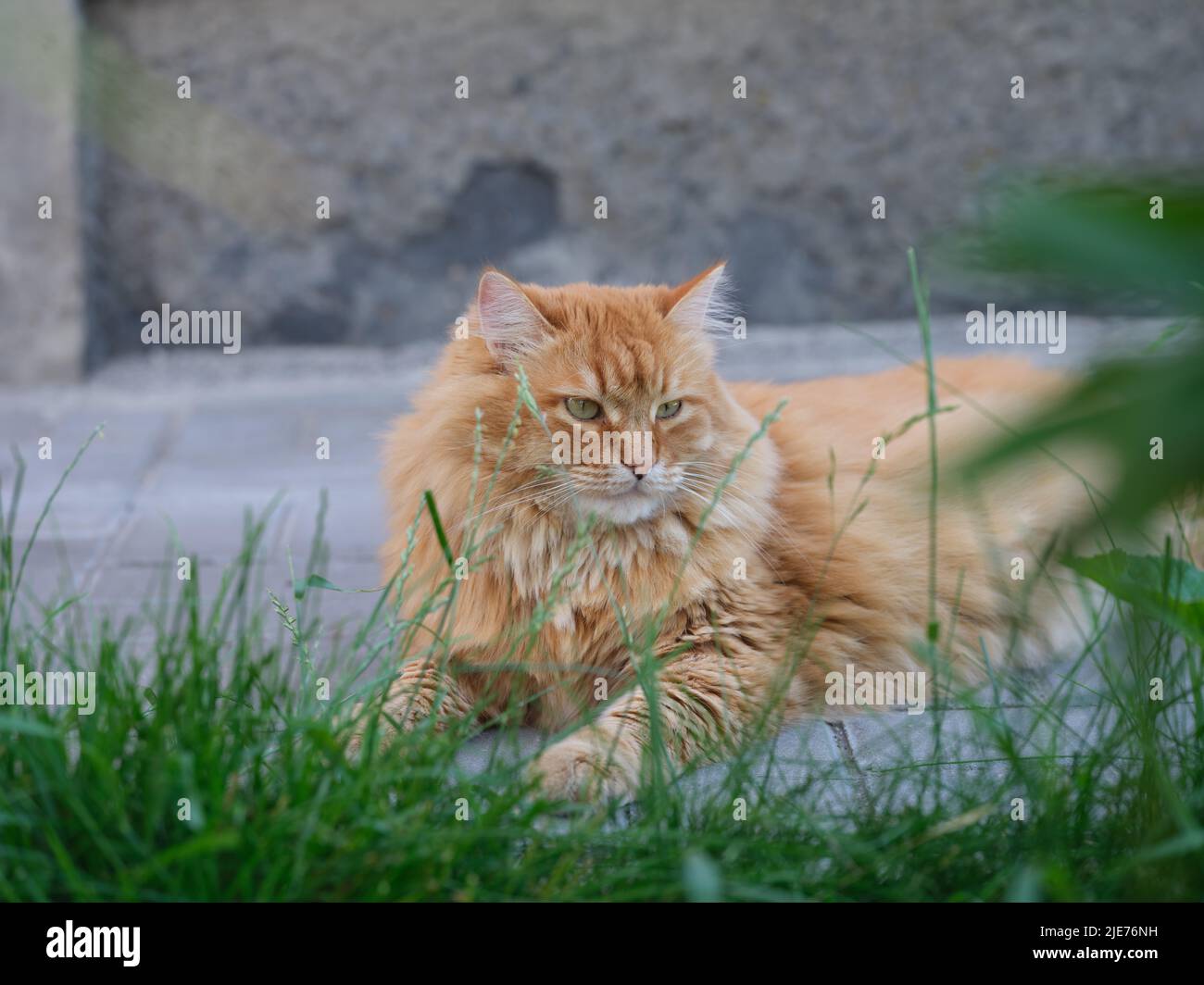 Un retrato de un gato de jengibre que está tumbado fuera y mirando a la distancia. Primer plano. Foto de stock