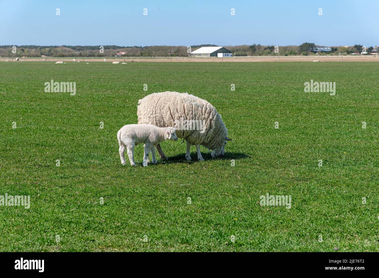 Ovejas con cordero en un campo de hierba justo detrás de las dunas en la isla de Texel, Países Bajos Foto de stock