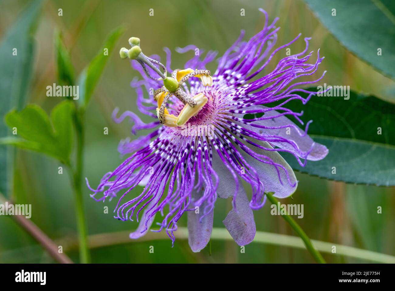 Primer plano de Maypop o Pasionflower púrpura (Passiflora encarnata) - Brevard, Carolina del Norte, EE.UU Foto de stock