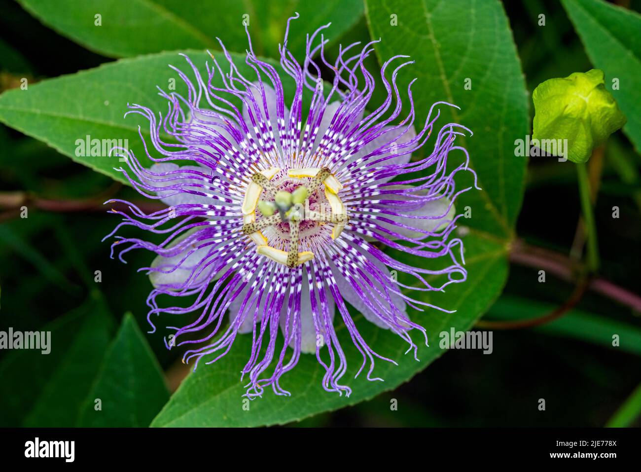 Primer plano de Maypop o Pasionflower púrpura (Passiflora encarnata) - Brevard, Carolina del Norte, EE.UU Foto de stock
