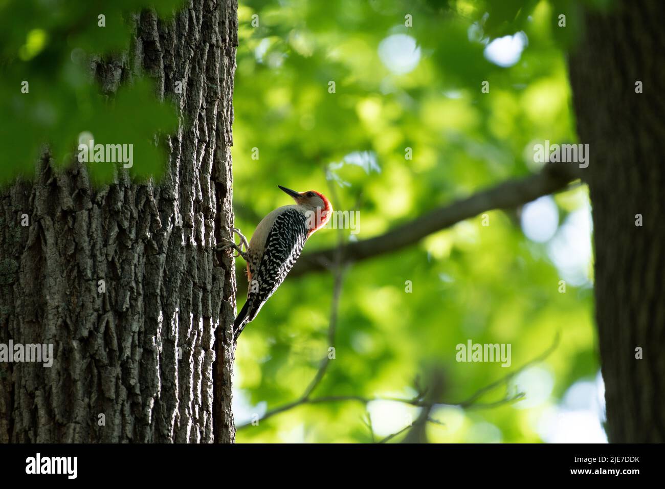 Pájaro carpintero de vientre rojo (Melanerpes carolinus) encaramado sobre un árbol en el Parque del Condado de Terrell River, Condado de Suffolk, Long Island, Nueva York, EE.UU Foto de stock