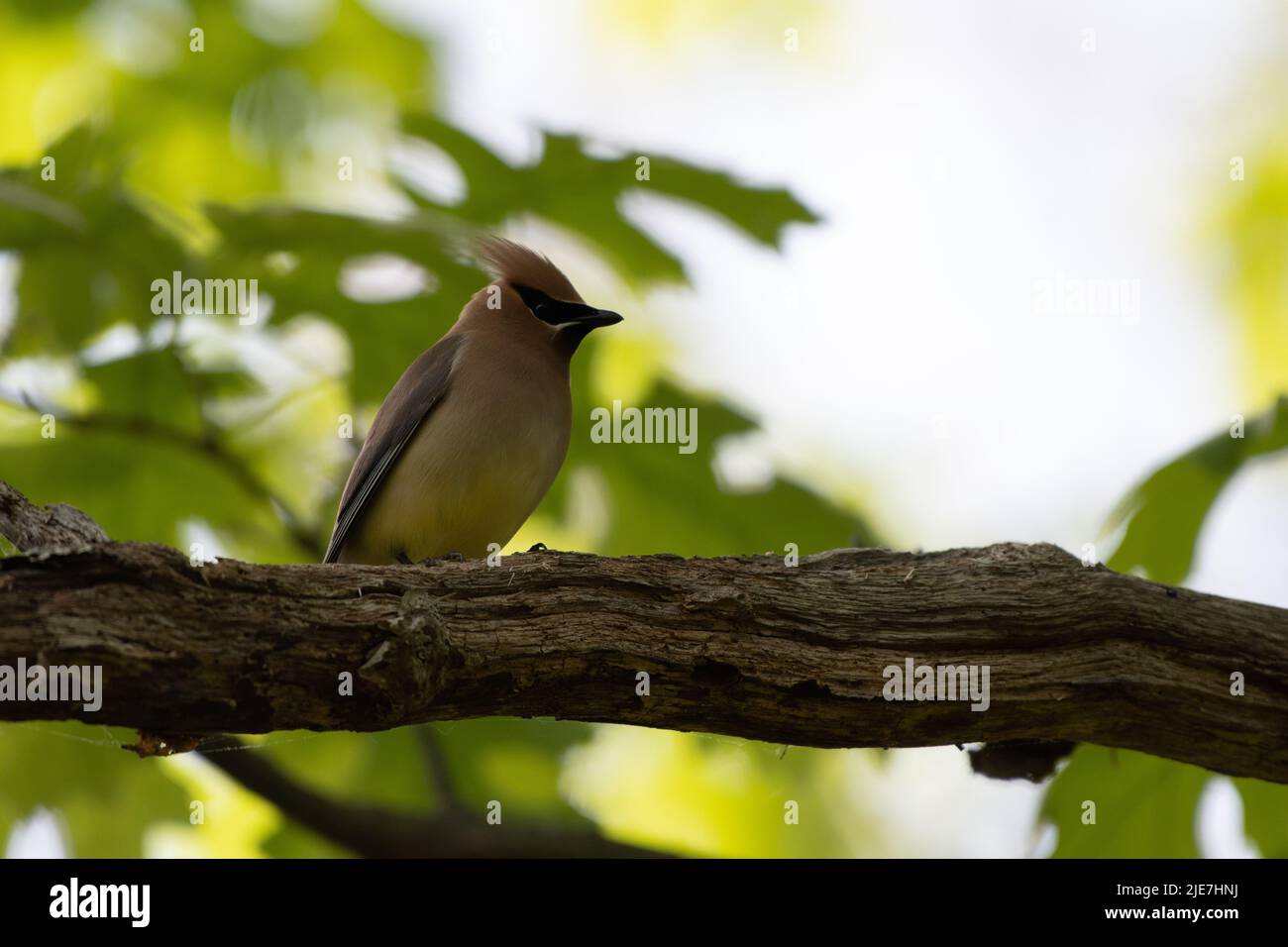 Cedar Waxwing (Bombycilla Cedrorum) encaramado en un árbol en el Parque del Condado de Terrell River, Condado de Suffolk, Long Island, Nueva York, EE.UU Foto de stock