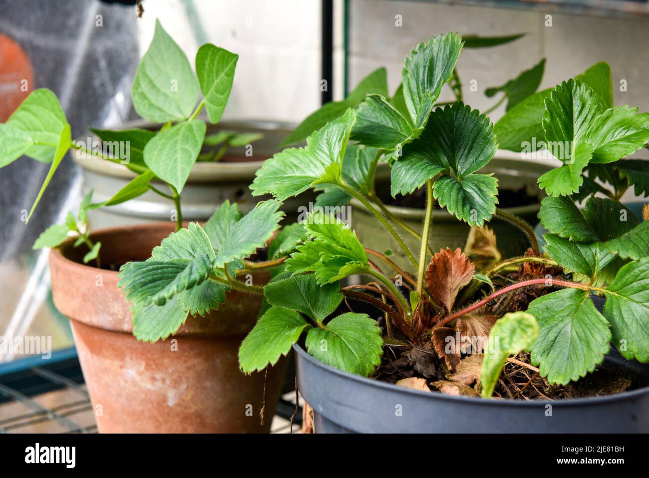 Pequeño invernadero al aire libre para cultivar plantas de frutas y verduras cultivadas en casa Foto de stock