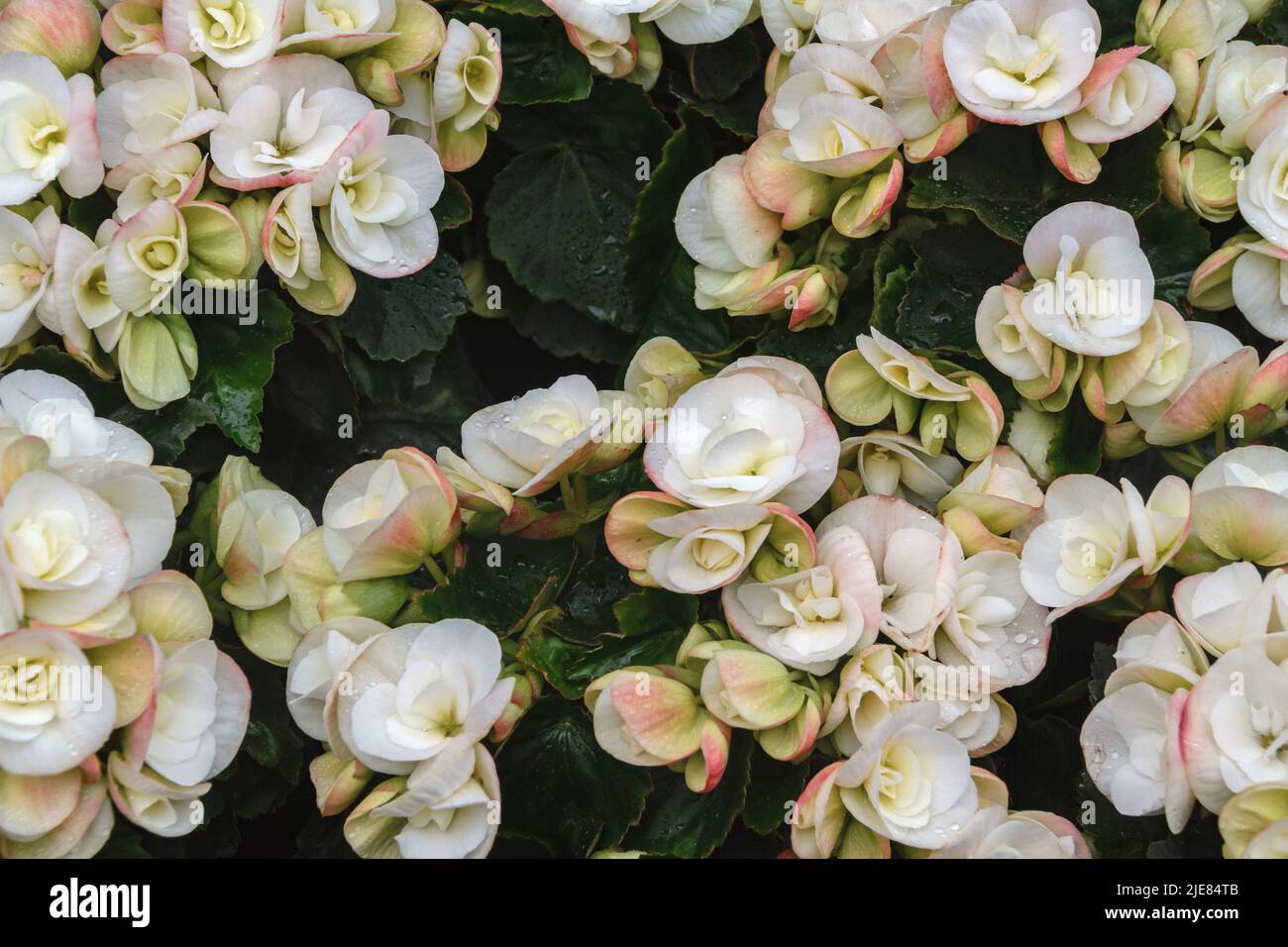 Begonia doble fotografías e imágenes de alta resolución - Alamy